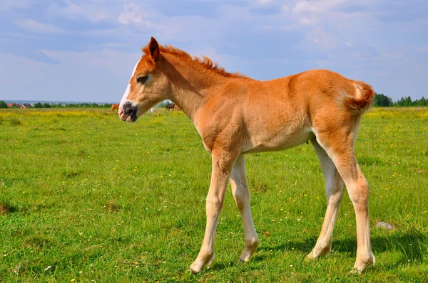 Foal on a summer pasture — Stock Photo, Image