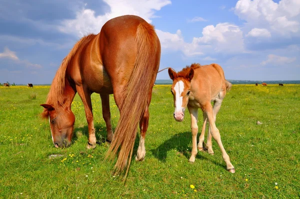 Föl med en märr på en fäbod — Stockfoto