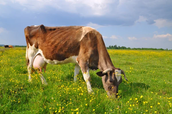 stock image Cow on a summer pasture.