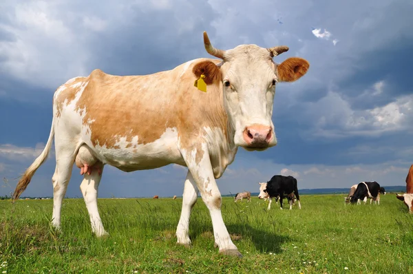 Αγελάδα σε θερινό βοσκότοπο. — Φωτογραφία Αρχείου