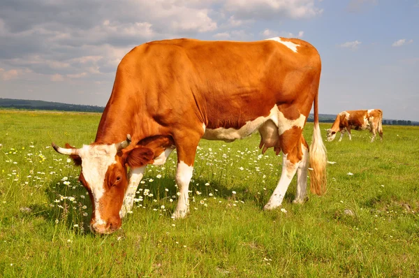 Vaca em um pasto de verão. — Fotografia de Stock