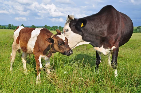 ลูกวัวใกล้แม่ในทุ่งหญ้าฤดูร้อน — ภาพถ่ายสต็อก