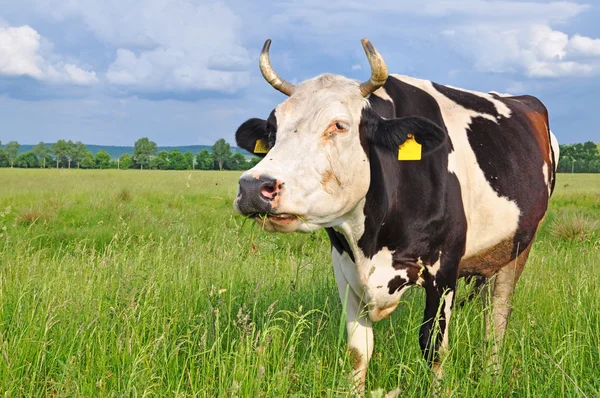 stock image Cow on a summer pasture.