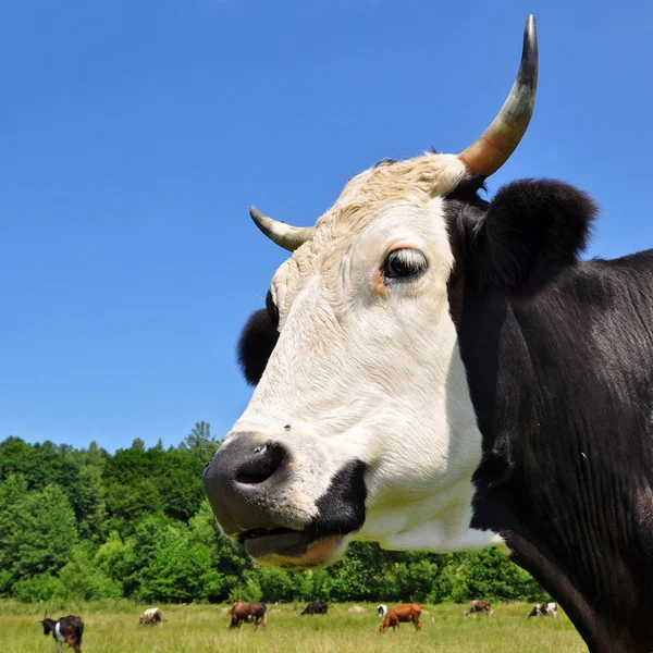 Kopf einer Kuh gegen eine Weide. — Stockfoto