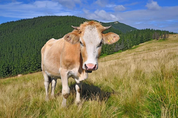 Le veau sur un alpage d'été — Photo