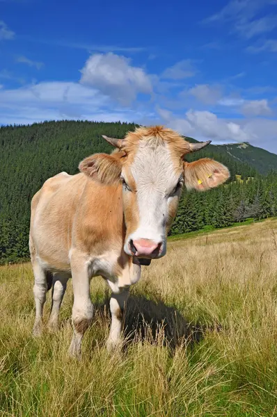 stock image The calf on a summer mountain pasture