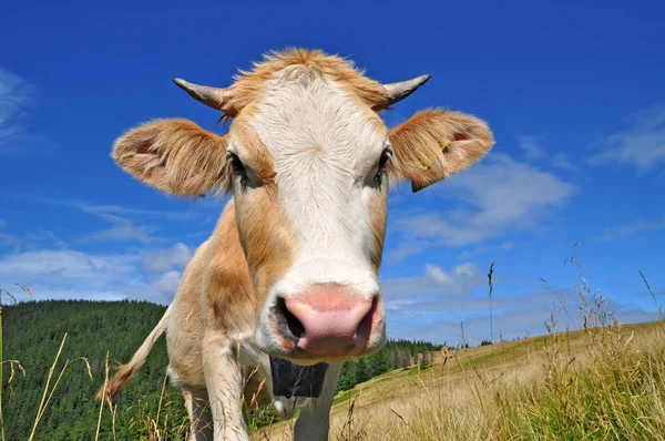 stock image The calf on a summer mountain pasture