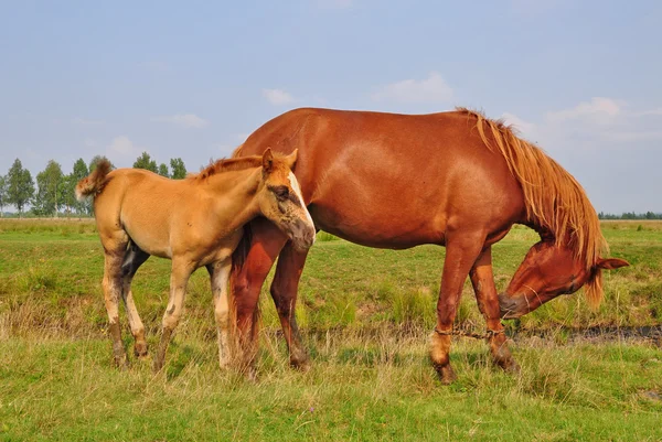 stock image Foal with a mare on a summer pasture