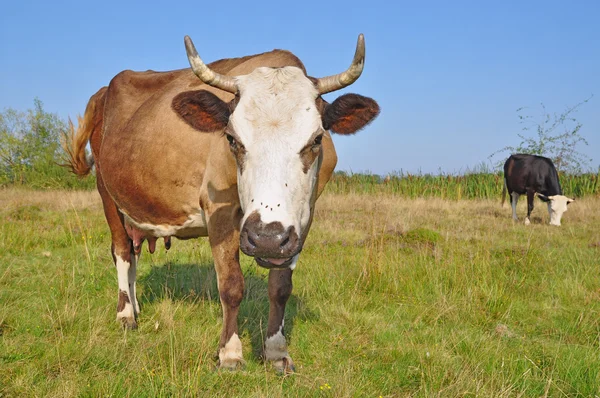 Lehmä kesälaitumella. — kuvapankkivalokuva