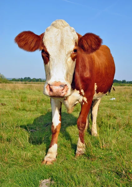 Корова на летнем пастбище. — стоковое фото