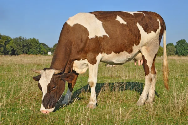 Vaca en un pasto de verano. —  Fotos de Stock