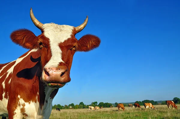 Head of a cow against a pasture. — Stock Photo, Image