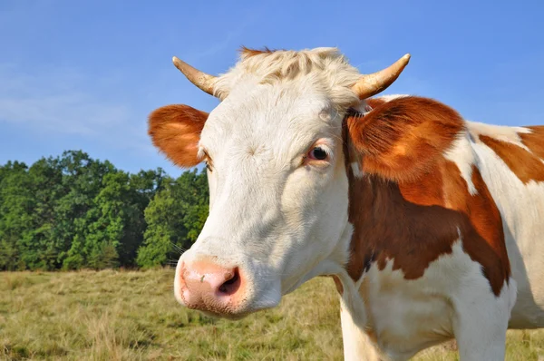 Head of the calf against a pasture. — Stock Photo, Image