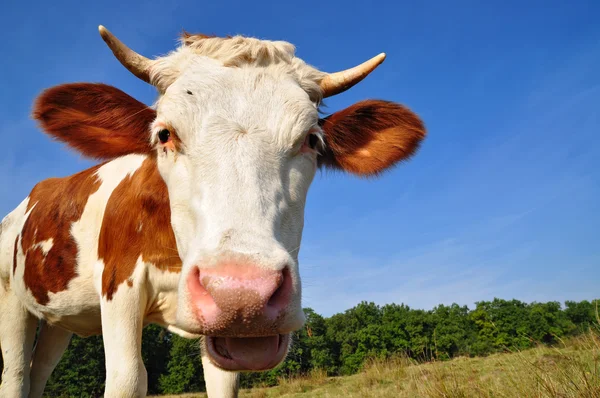 Il vitello su un pascolo estivo — Foto Stock