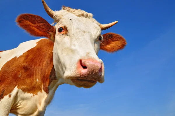 Testa di vitello contro il cielo — Foto Stock