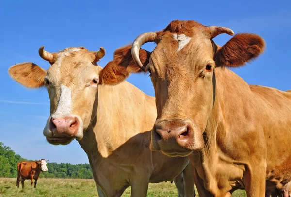 Αγελάδες σε θερινό βοσκότοπο — Φωτογραφία Αρχείου