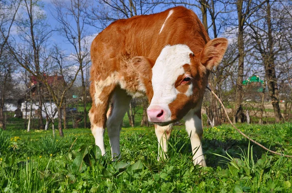 The calf on a summer pasture — Stock Photo, Image