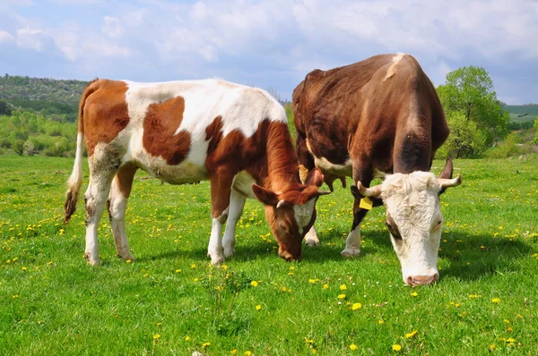 母亲在夏季牧场附近小牛. — 图库照片