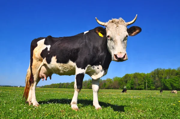 stock image Cow on a summer pasture