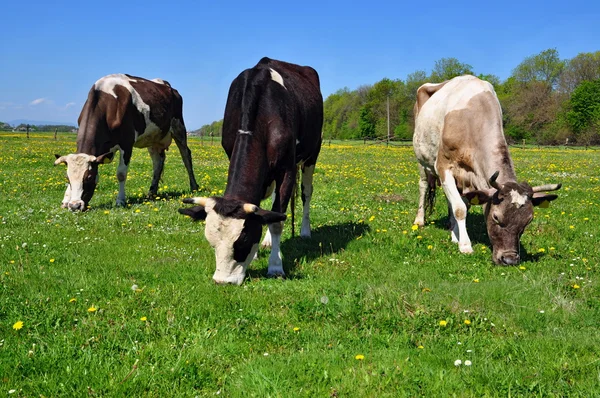 stock image Cows on a summer pasture