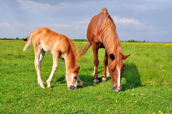 Foal with a mare on a summer pasture — Stock Photo, Image