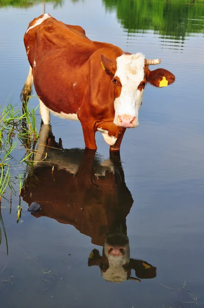 stock image Cow on a watering place