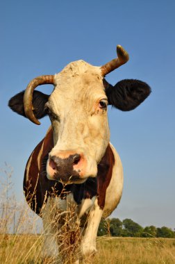 Yaz otlağında inek.