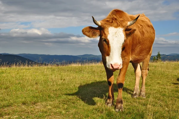 Kuh auf einer Sommer-Alm — Stockfoto