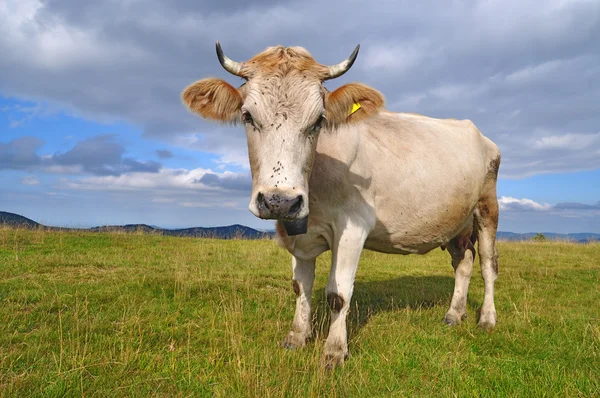 stock image Cow on a summer mountain pasture