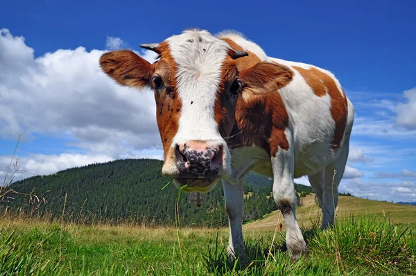 夏季高山牧场上小牛 — 图库照片