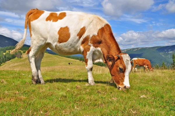 The calf on a summer mountain pasture — Stock Photo, Image