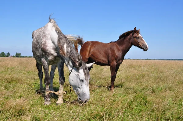 Koně na letní pastvině — Stock fotografie