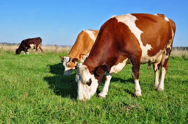 Krowy na letnich pastwiskach. — Zdjęcie stockowe
