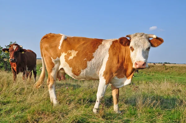 stock image Cows on a summer pasture.