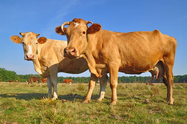 Vacas em um pasto de verão — Fotografia de Stock
