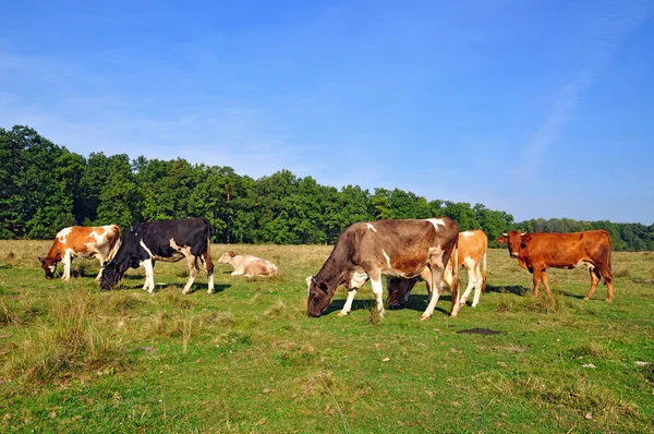 stock image Cows on a summer pasture