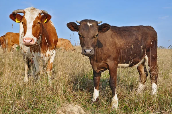 stock image The calf on a summer pasture