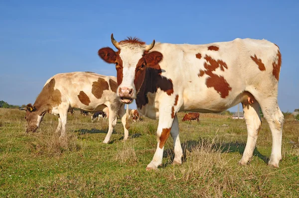 夏の牧草地に母の近くの子牛. — ストック写真