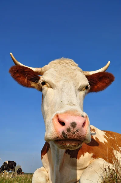 Mucca su un pascolo estivo — Foto Stock