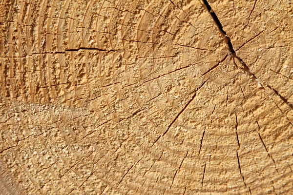 stock image Cut of a log of a fir.