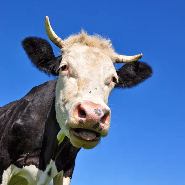 Голова коровы на фоне неба — стоковое фото