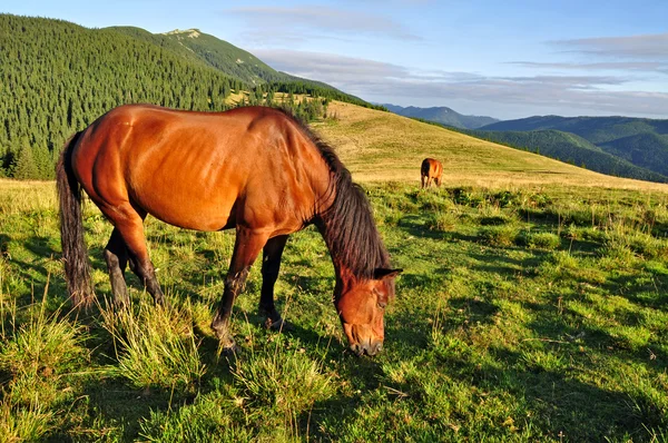 夏の山の牧草地の馬 ストックフォト