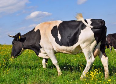 Cow on a summer pasture clipart