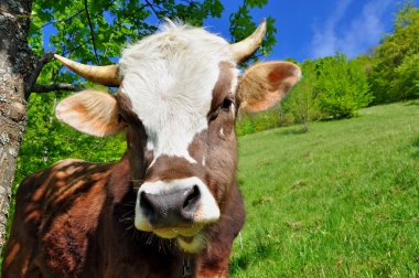 Head of a cow against a pasture clipart