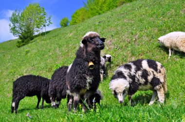 Sheep in a summer landscape clipart