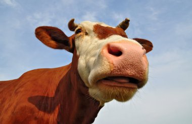 Head of a cow against the sky clipart