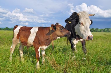 The calf near mother on a summer pasture clipart