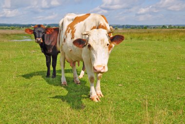 Cows on a summer pasture. clipart