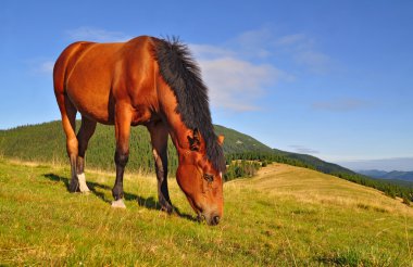 Horse on a summer mountain pasture clipart