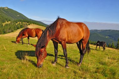 Horses on a summer mountain pasture clipart